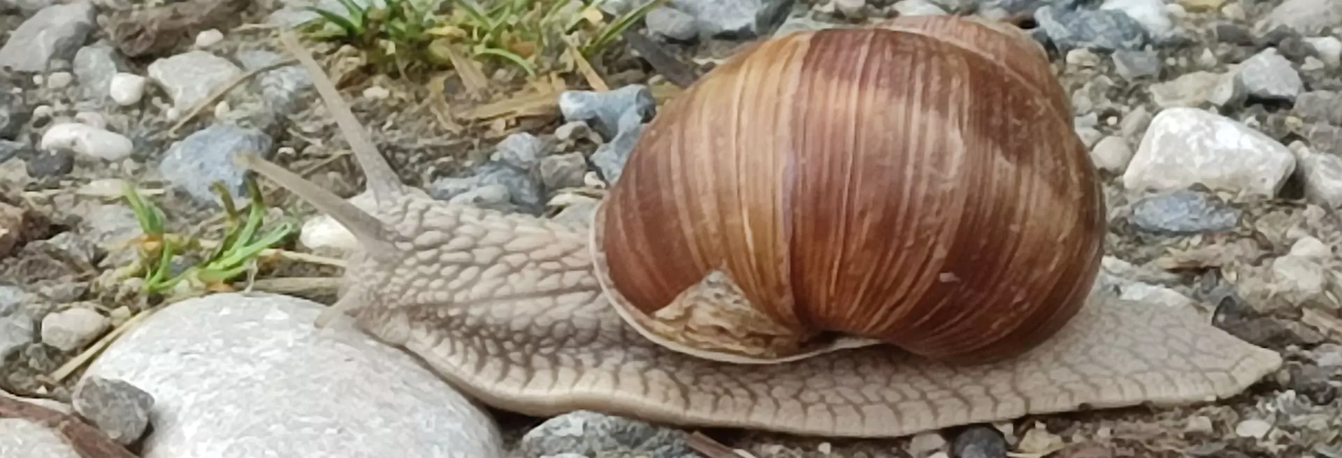 Schnecke auf Steinen (Weinbergschnecke)