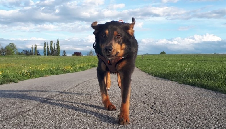 Mein Hund läuft nicht rund Fehlstellung 