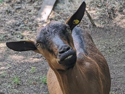 Tierkommunikation Was will uns das Tier sagen?